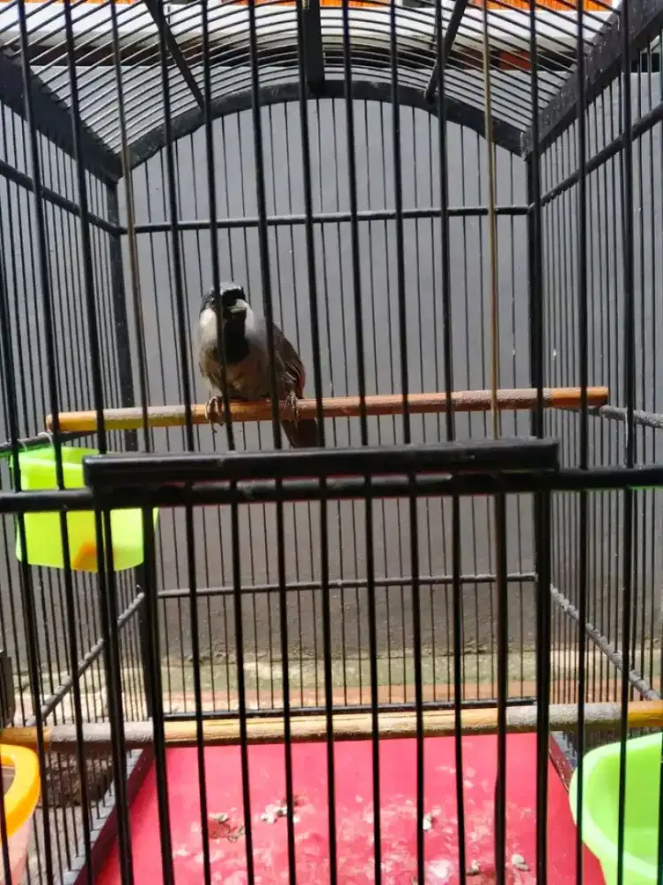 Poksay hongkong MH body big garansi jantan