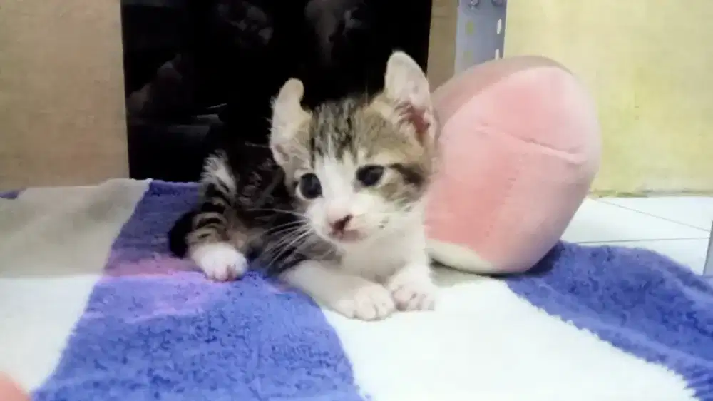 Kitten american curl betina SH