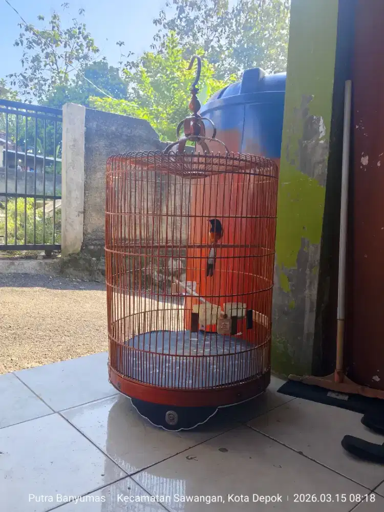 Burung murai batu medan