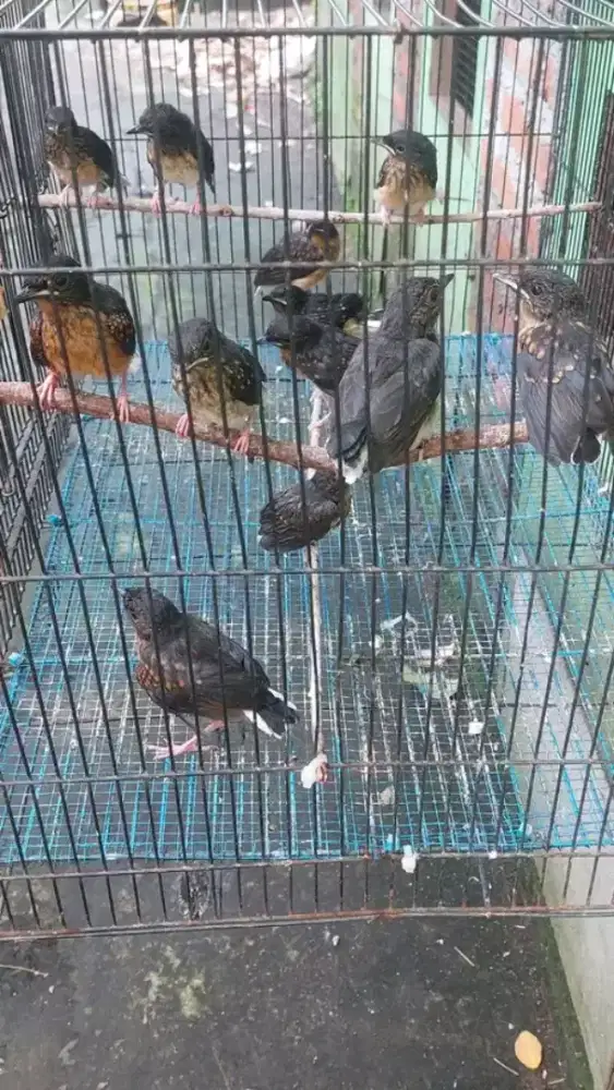 Trotol murai batu f4/medan jantan usia 1bln ready