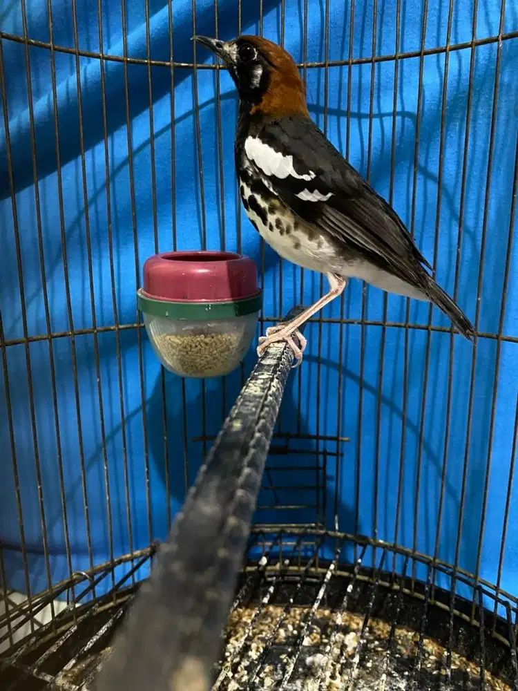 anis kembang jantan pastol