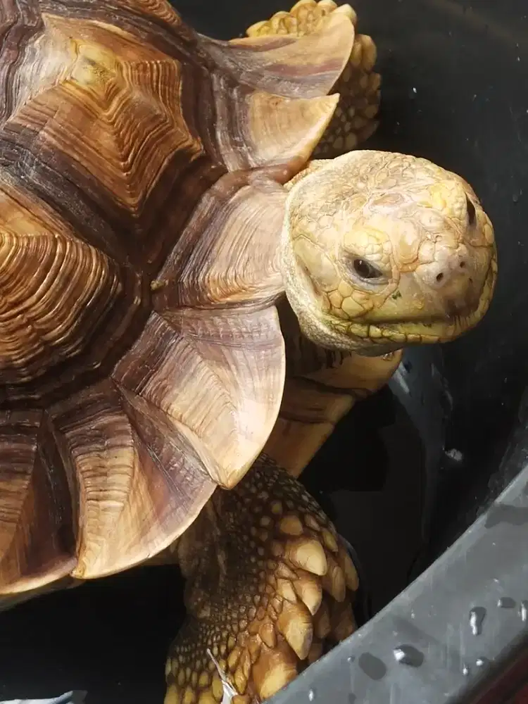 Dijual Kura2 Sulcata Sepasang setahun lagi breeding