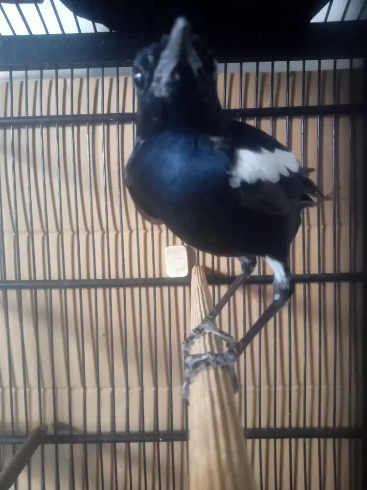 Kacer jawa dada hitam dorong ekor