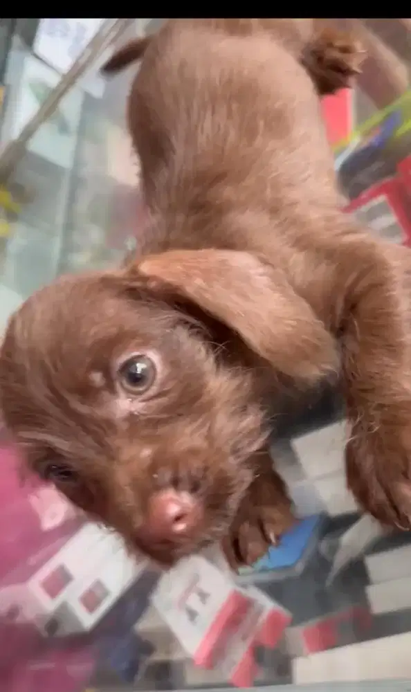 Jenis dachshund mini usia 3bulan