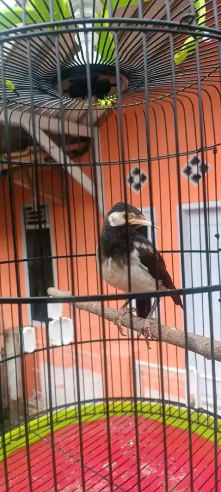 Jalak suren anak mandiri belajar bunyi full masteran tinggal lanjut