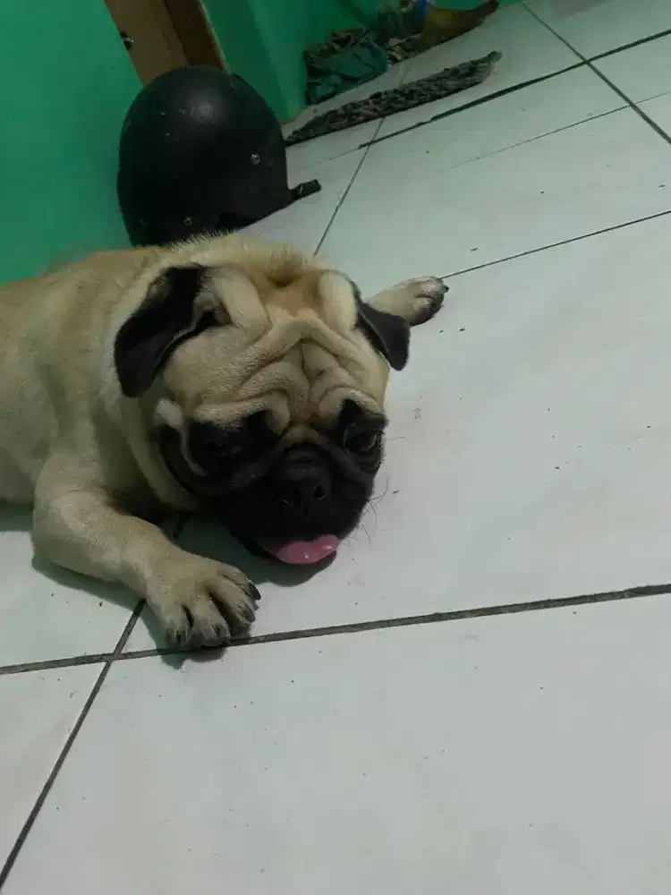 pug dewasa stb!!!