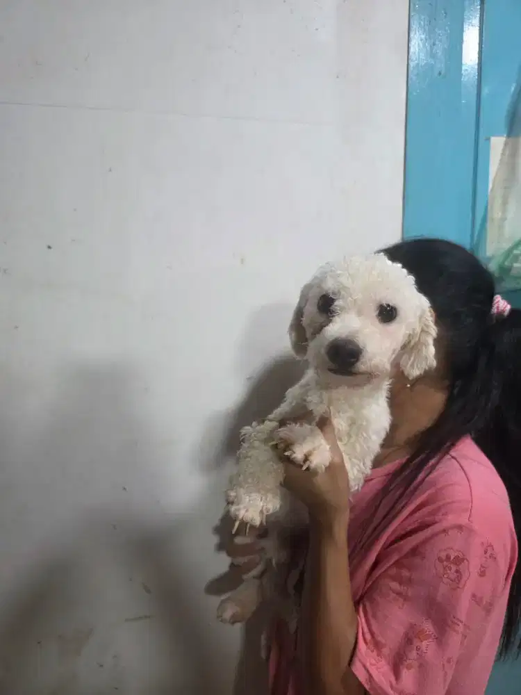 Calon pejantan bichon keturunan cina