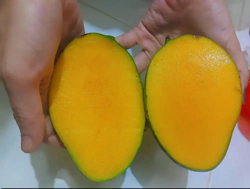 Mangga harum manis matang