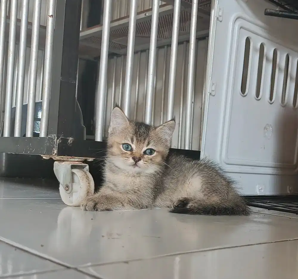 British Shorthair golden ny25 male