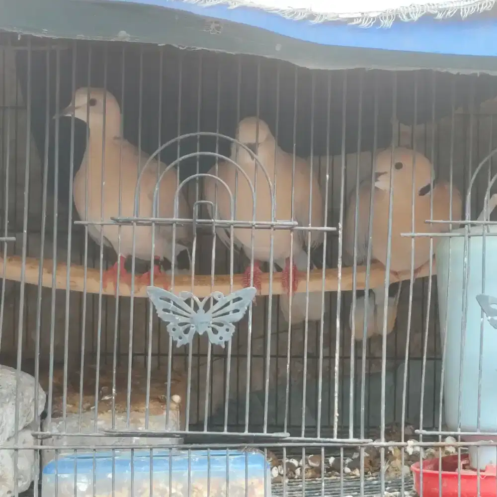 Cari barteran merpati