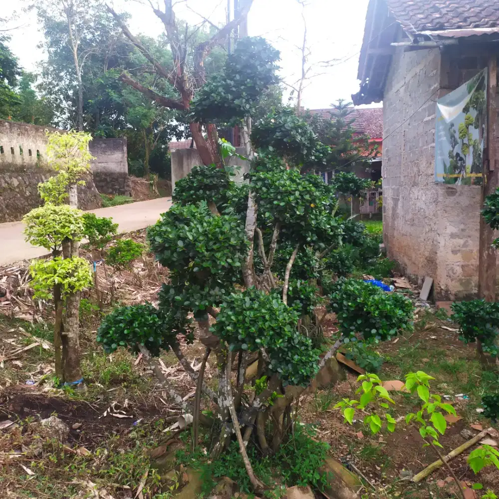 Bonsai Beringin Korea Murah Cantik Untuk Dekorasi Rumah Dan Taman