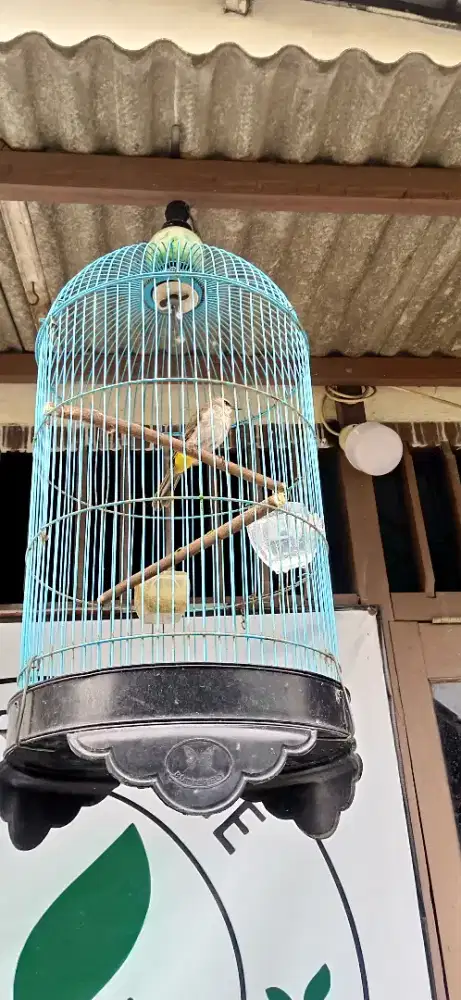 Cerucukan mapan jinak