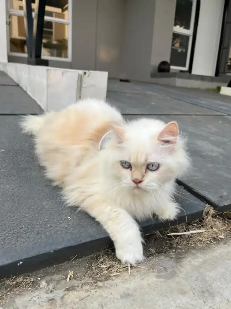 Kucing rumahan baik dan sudah steril