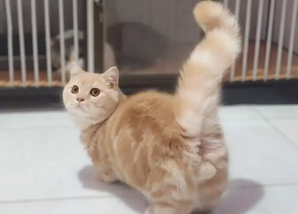 Kucing kitten munchkin bsh topstandart