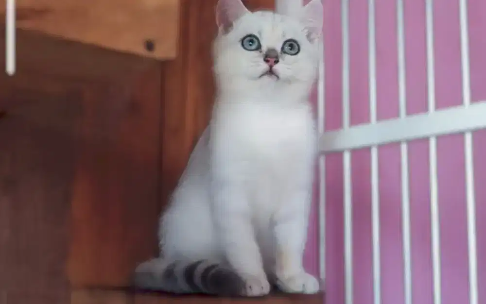 Kucing kitten british shorthair silver shaded