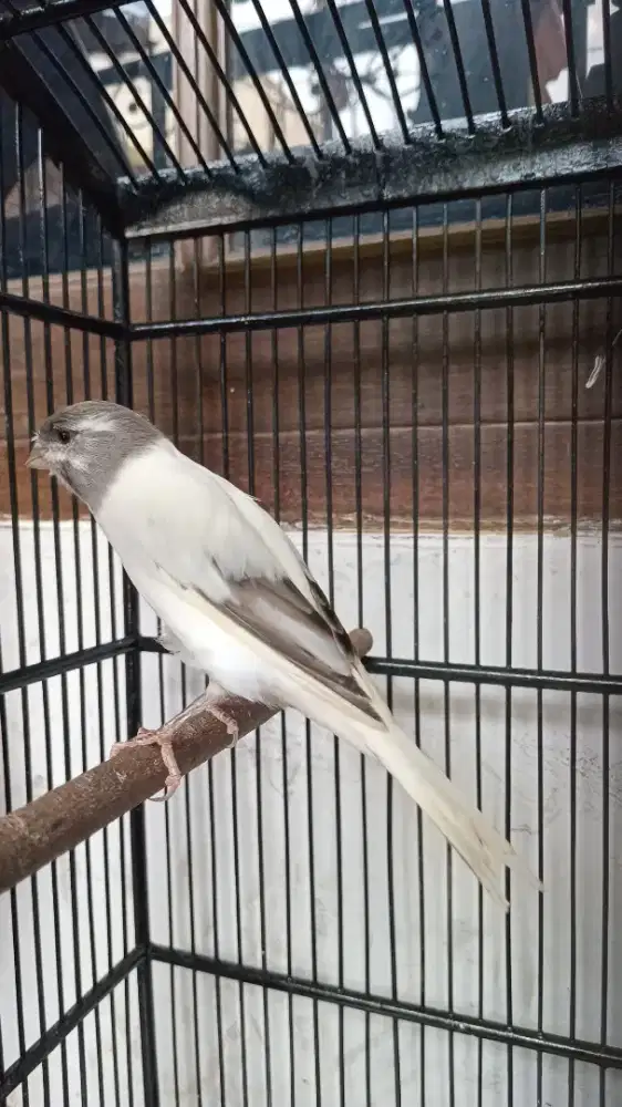 Kenari AF panda Simetris umur 5-6 bulan