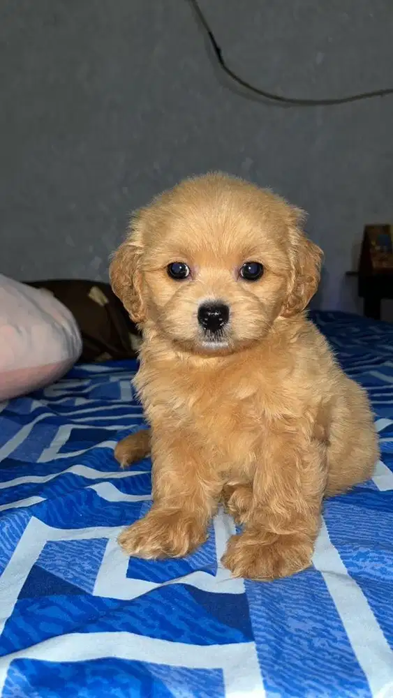 PUPPY / ANAK ANJING SHIHPOO