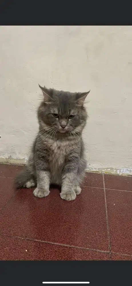 Kucing bigbone abu jantan (steril)