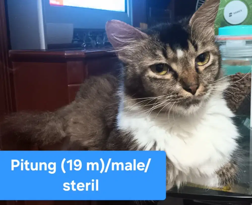 Free Persia Munchkin mixdom sudah steril