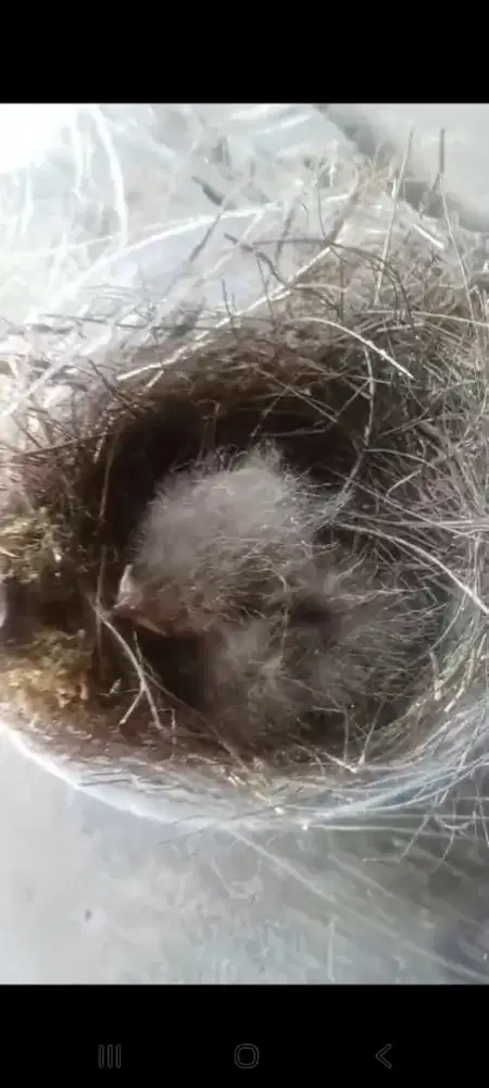 Burung tledekan anakan lolohan