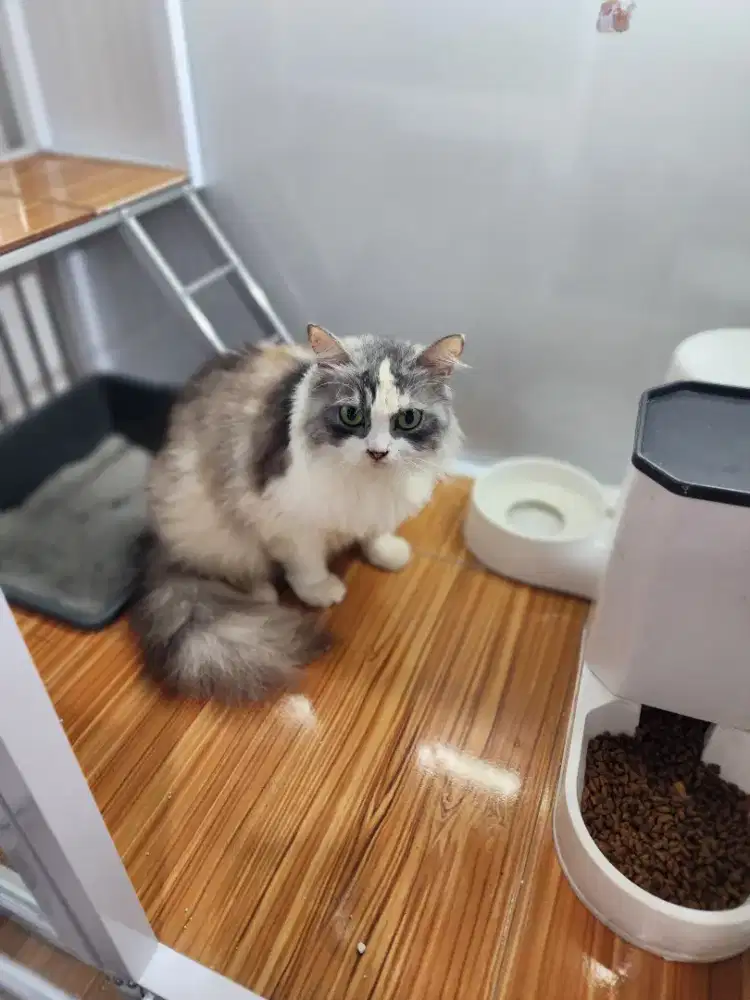 Persia mix munchkin dan Mainecoon Betina