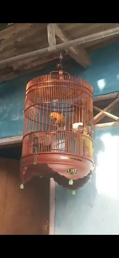 Anis merah gacor teler isian suara banyak