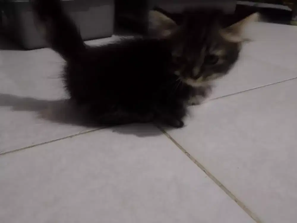 Jual kitten persia cebol munchkin betina marbel