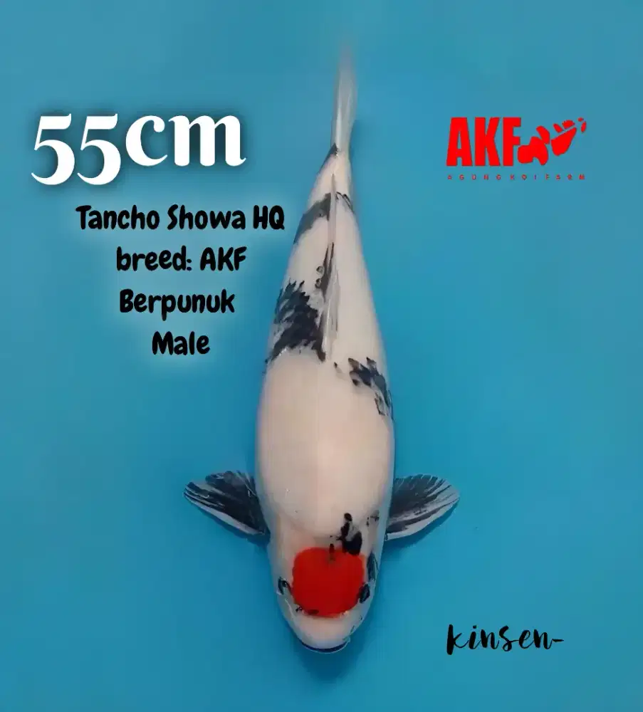 Koi Tancho Showa breed AKF 55cm MALE Berpunuk Good Patern&Motoguro HQ