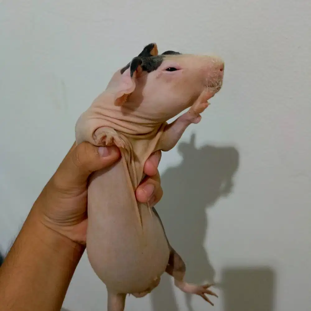 Skinny Pig / Skinny Guinea Pig / Marmut Botak