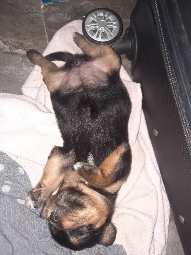 Anak anjing baru lahir