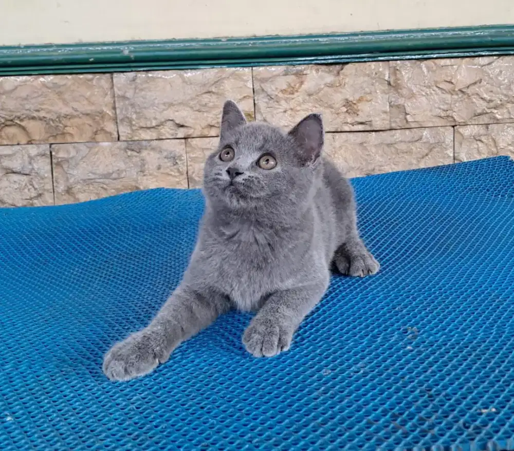 British Shorthair Betina