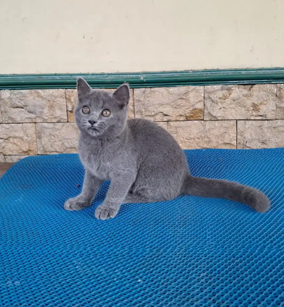 British Shorthair Betina