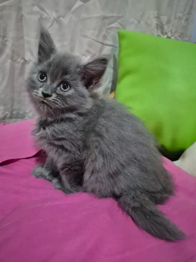 Kitten  Mix Himalaya Bsh