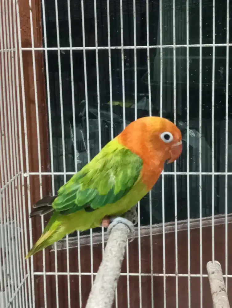 Lovebird Biola Green Mata Satu pakai ring poss YF