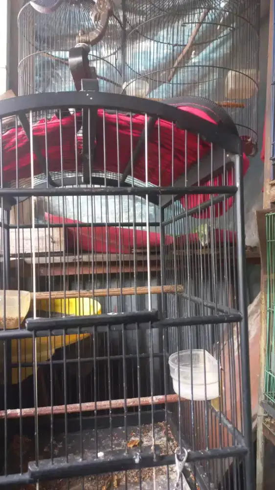 Jual murai batu Medan gacor fs