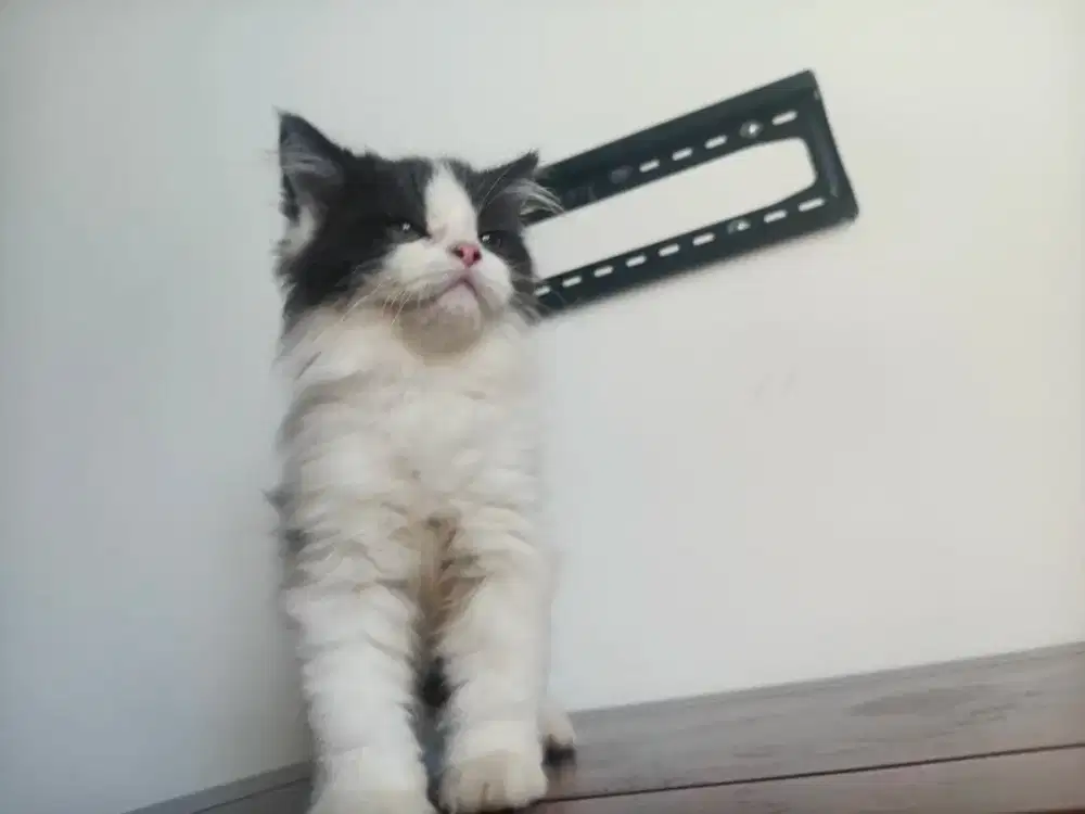 Kitten Batman jantan 2.5 bulan