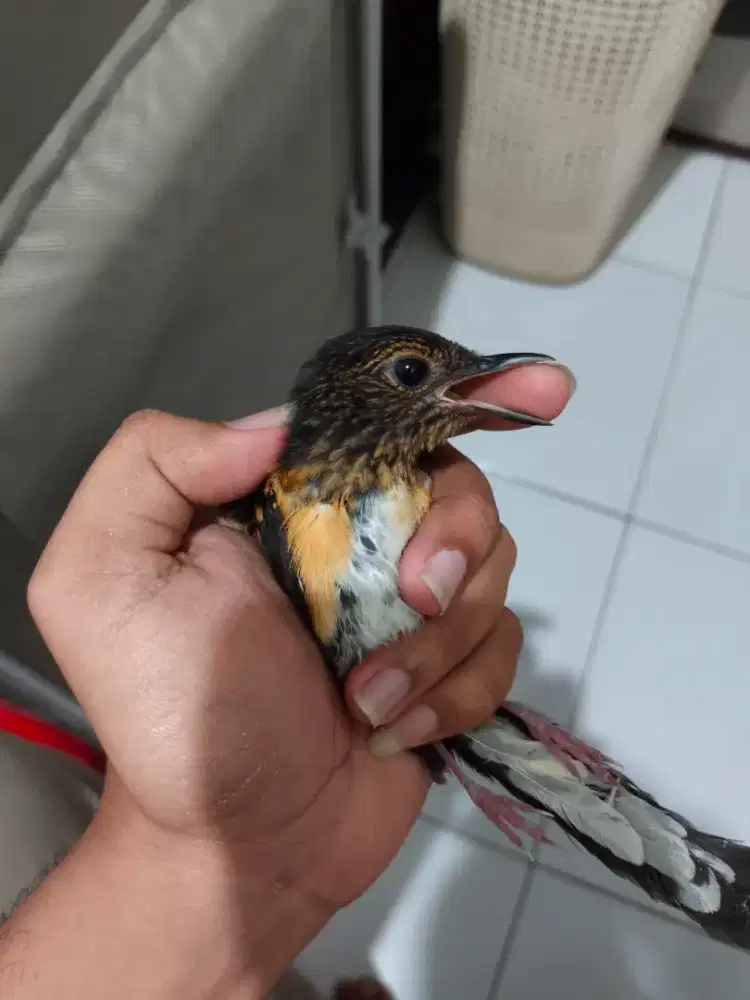 Murai Medan Anakan Trah Ekor panjang