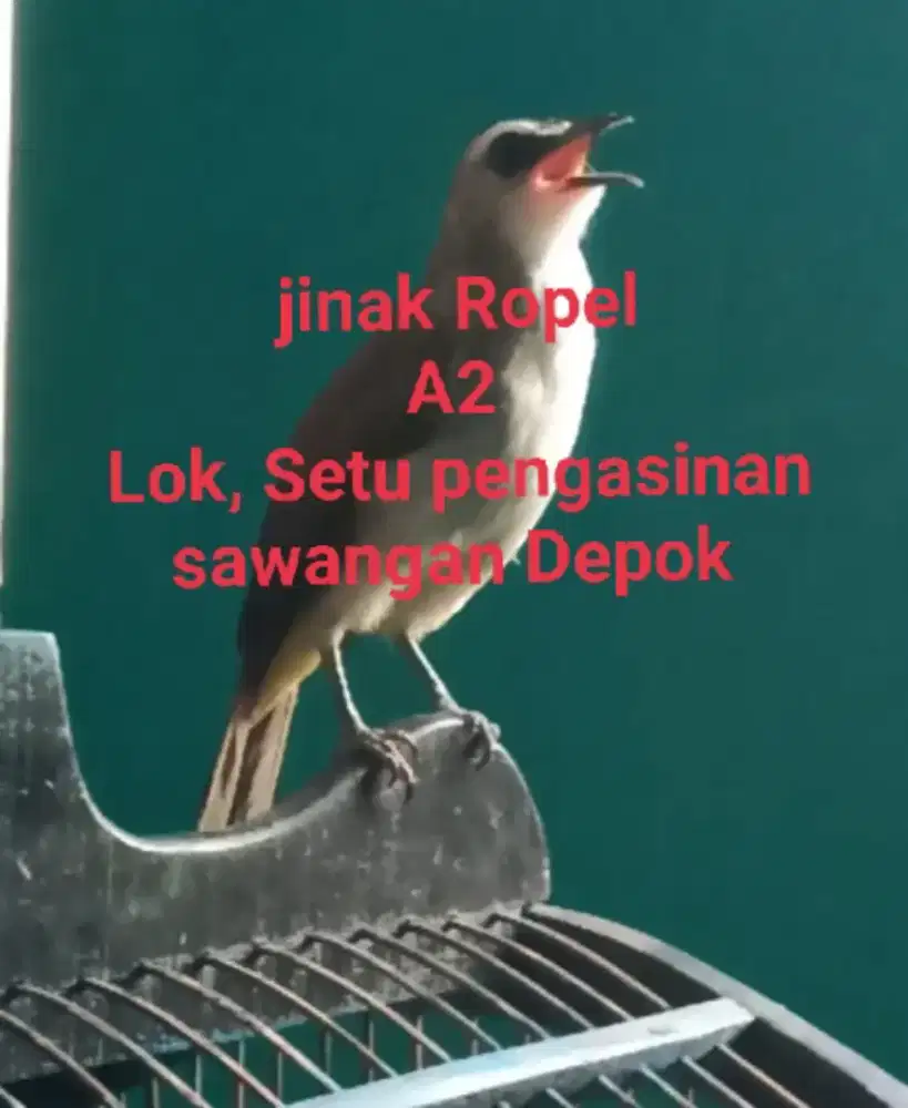 Burung Tc jinak Ropel