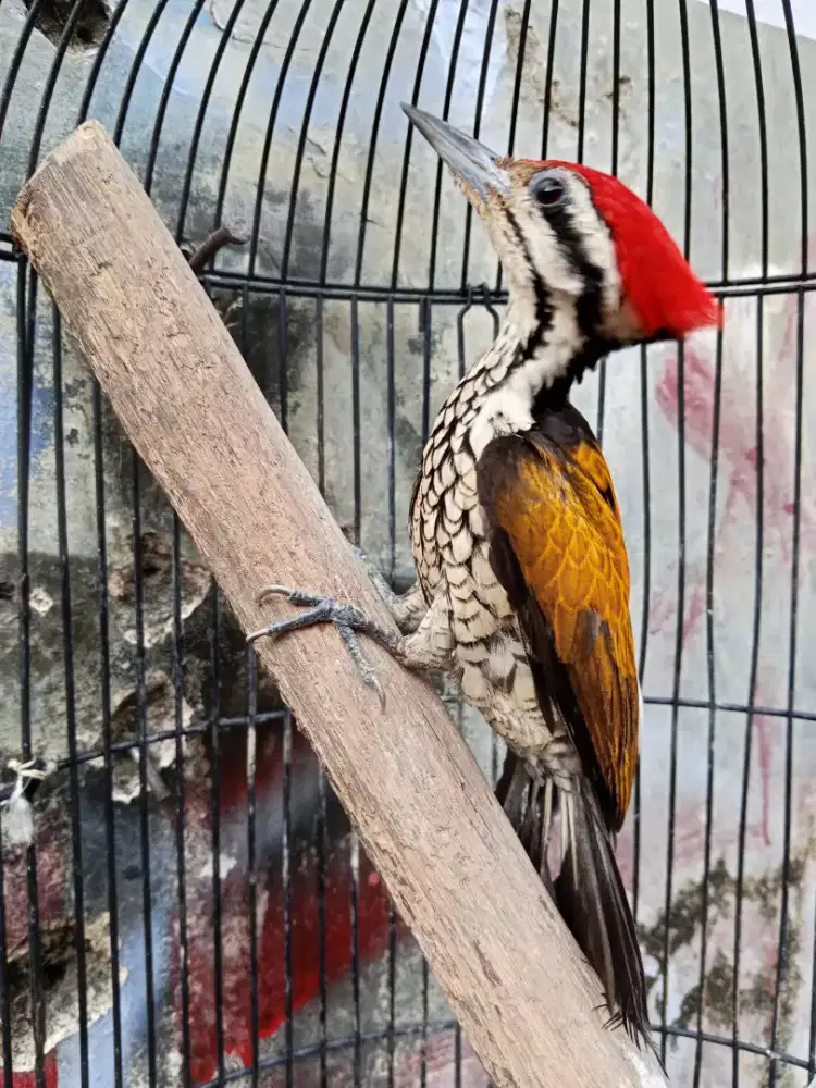 Pelatuk bawang jantan