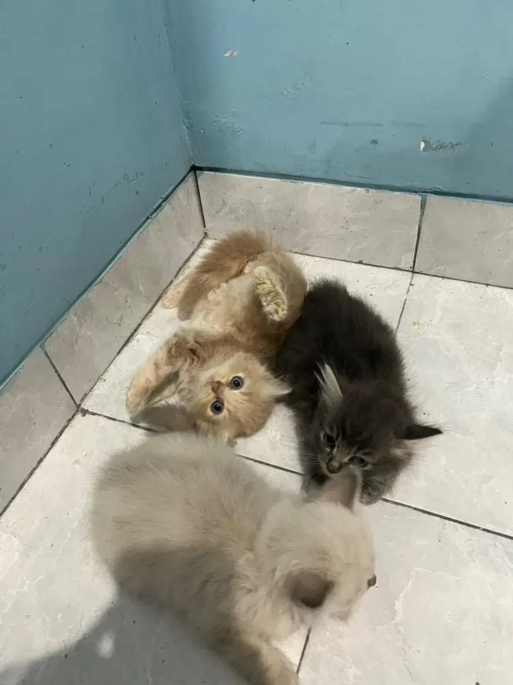 Pesia longhair bulu kapas gembul