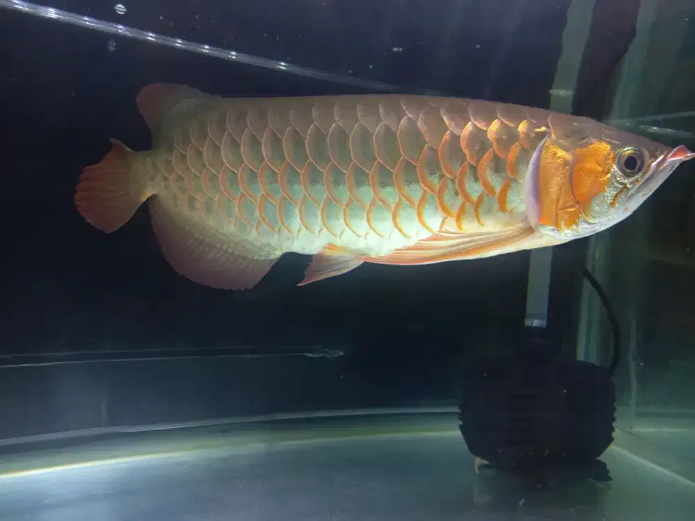 ARWANA Sett Aquarium dan Bonus