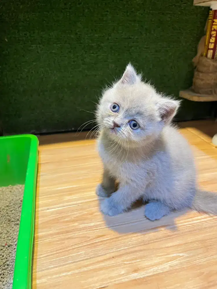 Kucing british shorthair