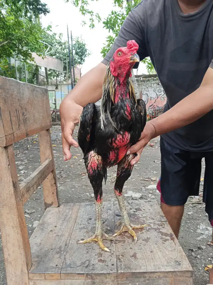 Ayam Bangkok 2D (Mangon yokere x khoyngon)RJF