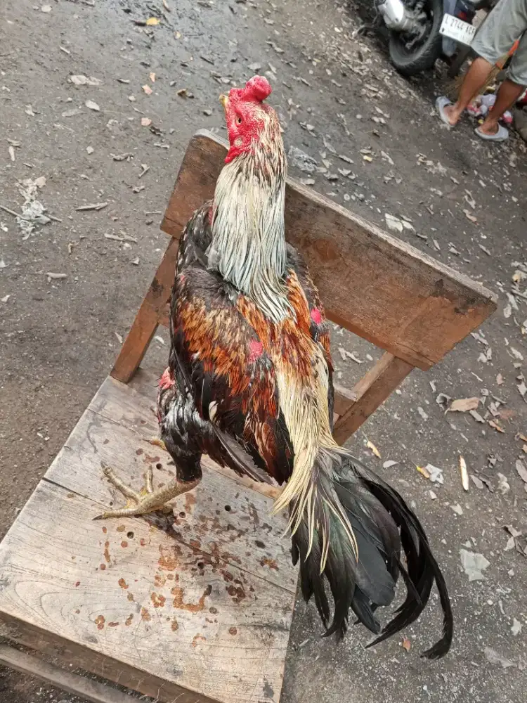 Ayam Bangkok 2D (pama IQ X Mangon yokere)RJF