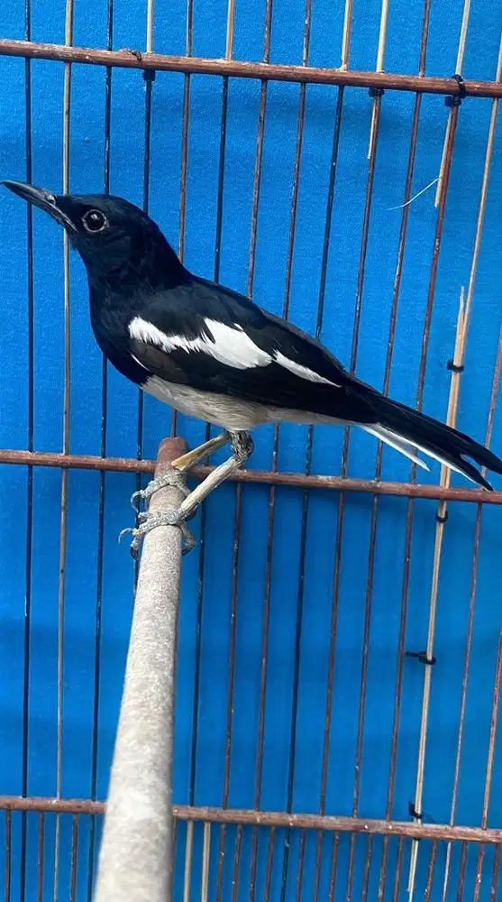 kc 5 larasan rajin bunyi