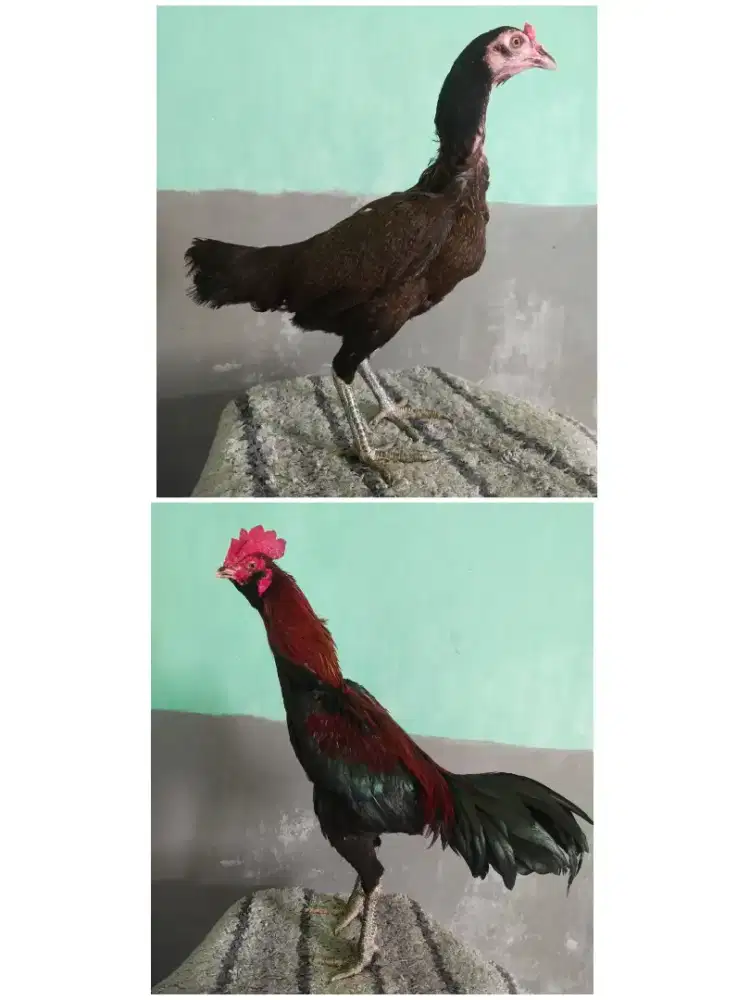 Paket ternak ayam pama