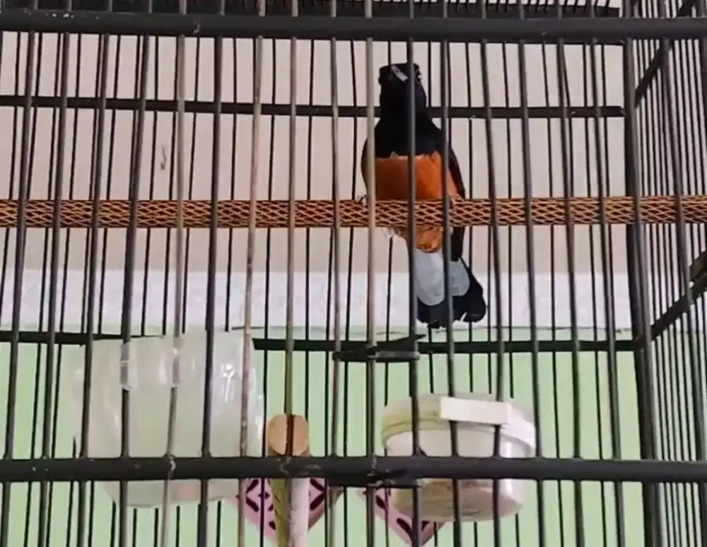 Murai batu bordan gacor