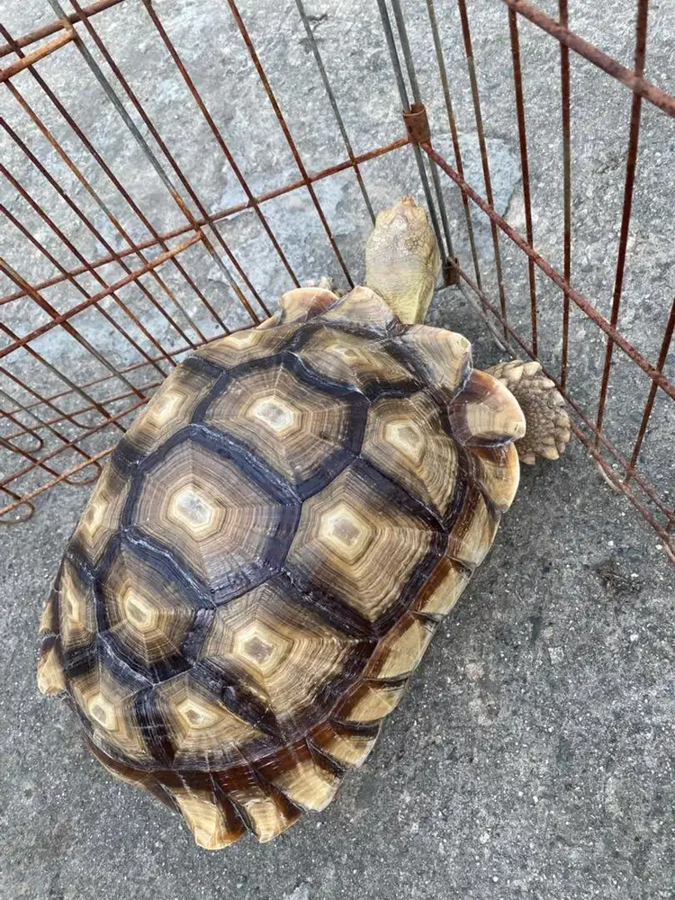 Kura kura darat sulcata