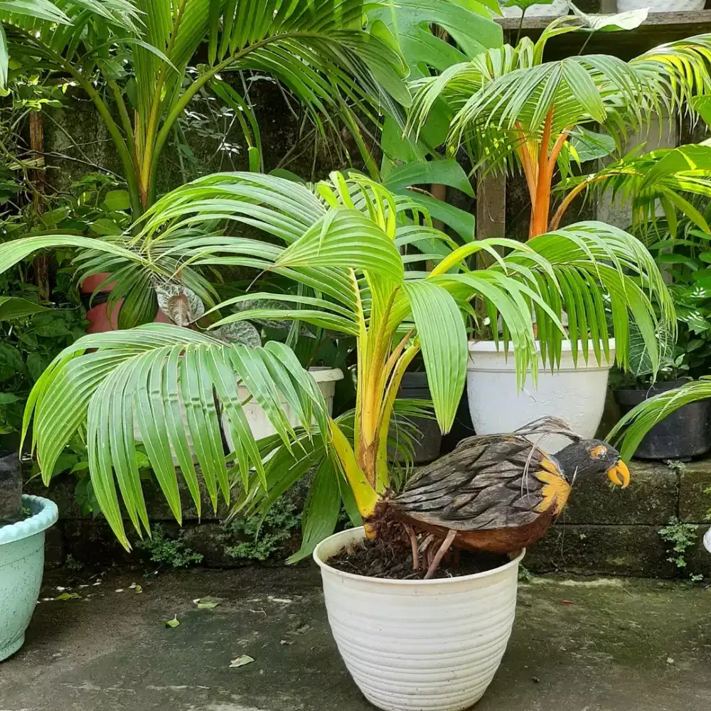 Bonsai Kelapa Gading Ukiran