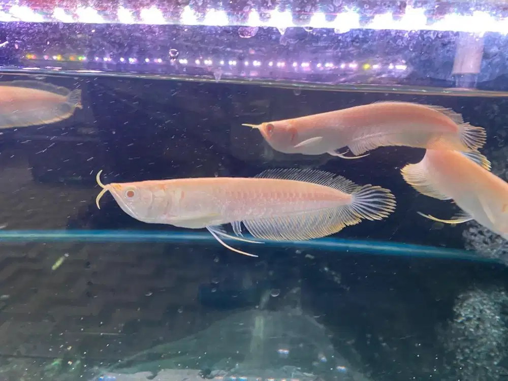 Ikan arwana brazil albino mata merah 15-16cm mantap